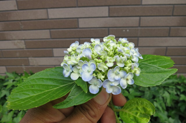 楽天市場】【花終わり】アジサイ（紫陽花・あじさい） オタフク