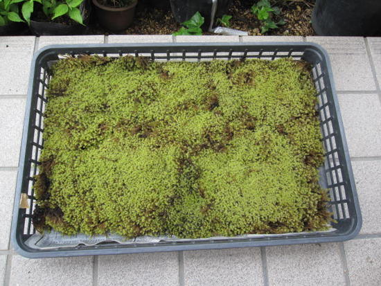 楽天市場】砂こけ1トレー 30×50センチトレー 【苔】 砂苔スナゴケ1