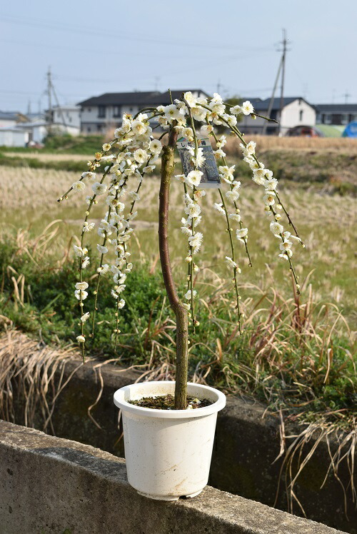 楽天市場】【枝垂れ梅 白】 花梅 1年生接木苗 【観賞花木】 : 苗木部