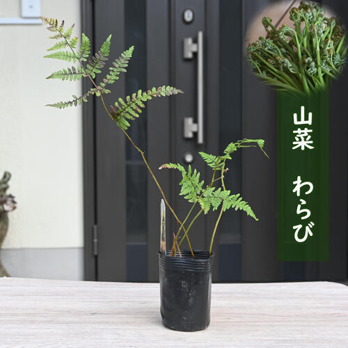 楽天市場】ワラビ 苗 【山菜 わらび】 4号ポット苗 苗木 野菜 野菜苗