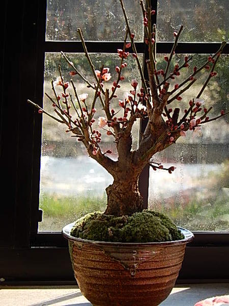 楽天市場】梅盆栽 八重咲き ピンク 花梅 2026年花芽有り : 園芸百貨店