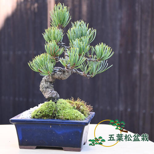 楽天市場】現品 五葉松盆栽 A4本格五葉松盆栽 2020年12月22日撮影