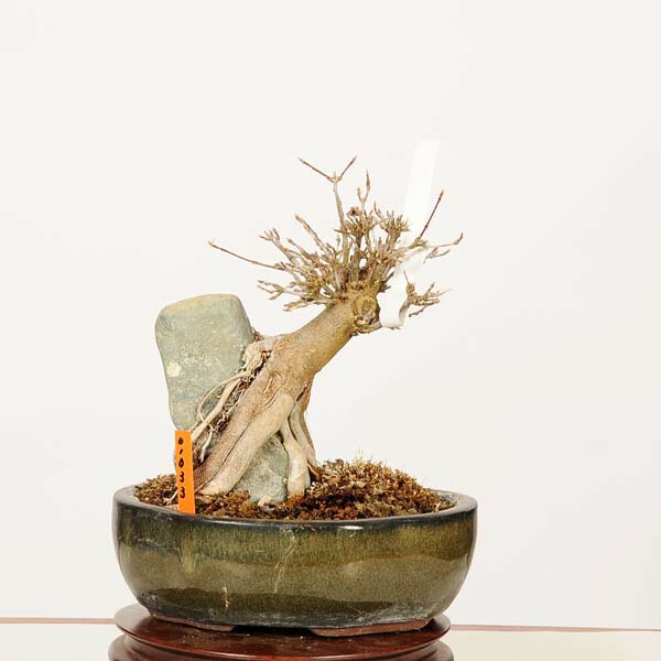 楽天市場】盆栽 特選：楓 現品*かえで カエデ Kaede bonsai Acer 中品