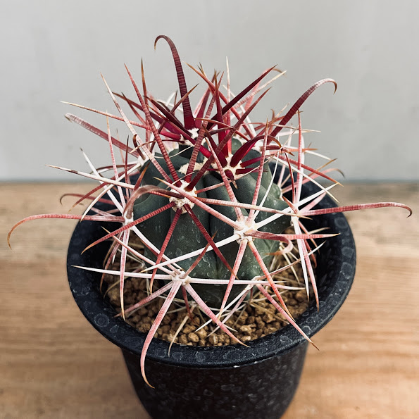 楽天市場】サボテン：フェロカクタス 巨鷲玉 実生*幅20cm 現品！一品