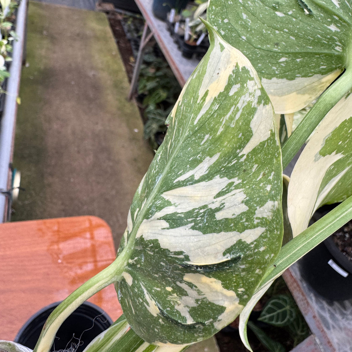 コレクション】【モンステラ デリシオーサ 'タイコンステレーション