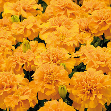 孔雀草（フレンチ マリーゴールド）・リトルヒーロー オレンジ| 種・苗