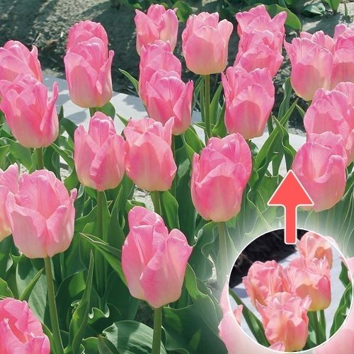 チューリップ・ピンクドリーム| 種・苗・ガーデニング用品の【タキイ
