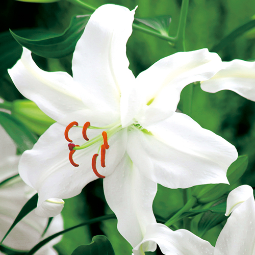 オリエンタル百合 ウェーブライダー| 種・苗・ガーデニング用品の