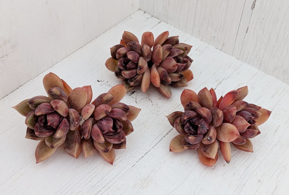 多肉植物の専門通販サイト｜実のりえん