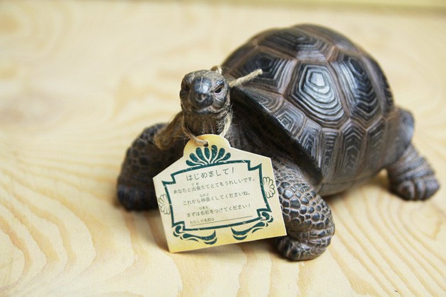 亀 カメ 置物 ペットバンク トータス Pet Bank TORTOISE : インテリア