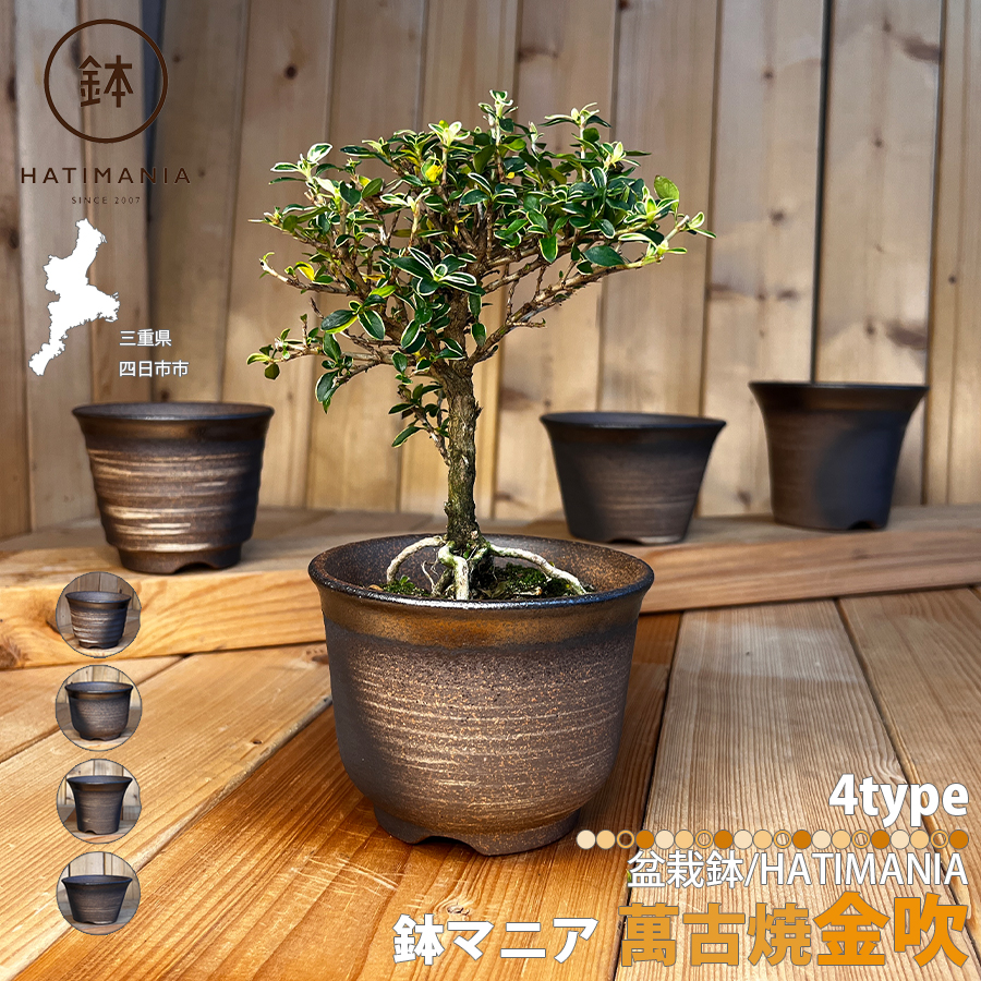 HATIMANIA 鉢マニア 金吹 3号 六平 3.5号 尻丸 ラッパ 浅型 日本製