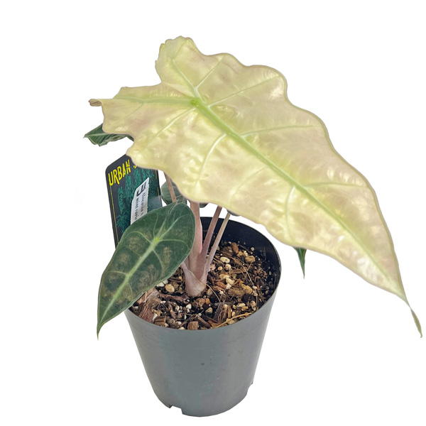 UJ アロカシア アマゾニカ ミント 斑入り 4号 アーバンジャングル