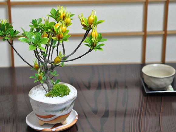 クチナシ(梔子) 不思議な実のなる盆栽 盆栽 ミニ盆栽 鉢植 : 盆栽妙