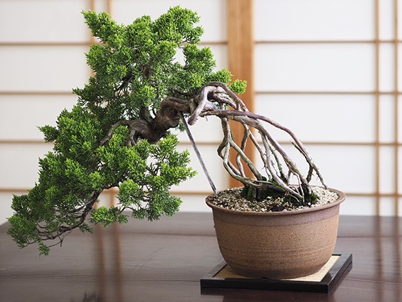 懸崖の根上がりの真柏 送料無料 盆栽 : 盆栽妙 ヤフー店 - 通販