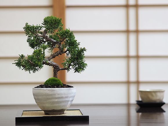 真柏【真柏 盆栽 ミニ盆栽 鉢植】 : 盆栽妙 ヤフー店 - 通販 - Yahoo