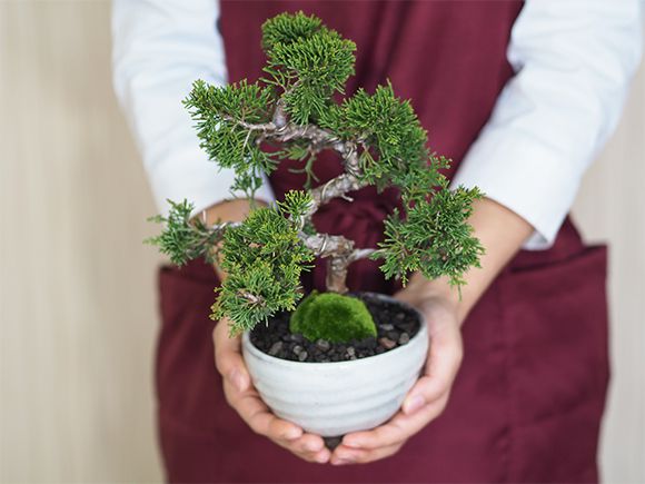 真柏【真柏 盆栽 ミニ盆栽 鉢植】 : 盆栽妙 ヤフー店 - 通販 - Yahoo