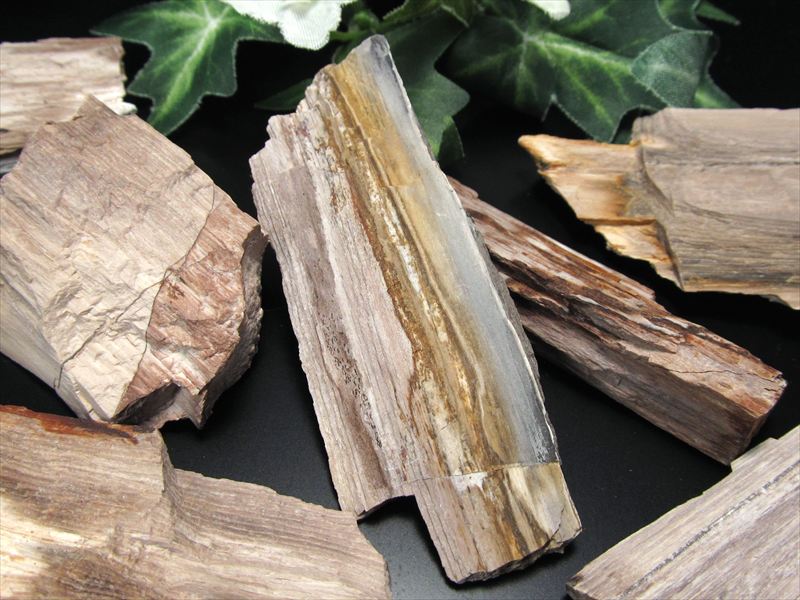 リアル木の化石！ 珪化木 原石 重さ20g-30g シリカ化した木の化石 神秘