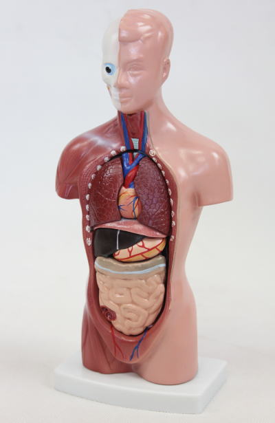 内臓模型 お腹の見える人体模型203 高さ28cm 15パーツ取り外し可 JK