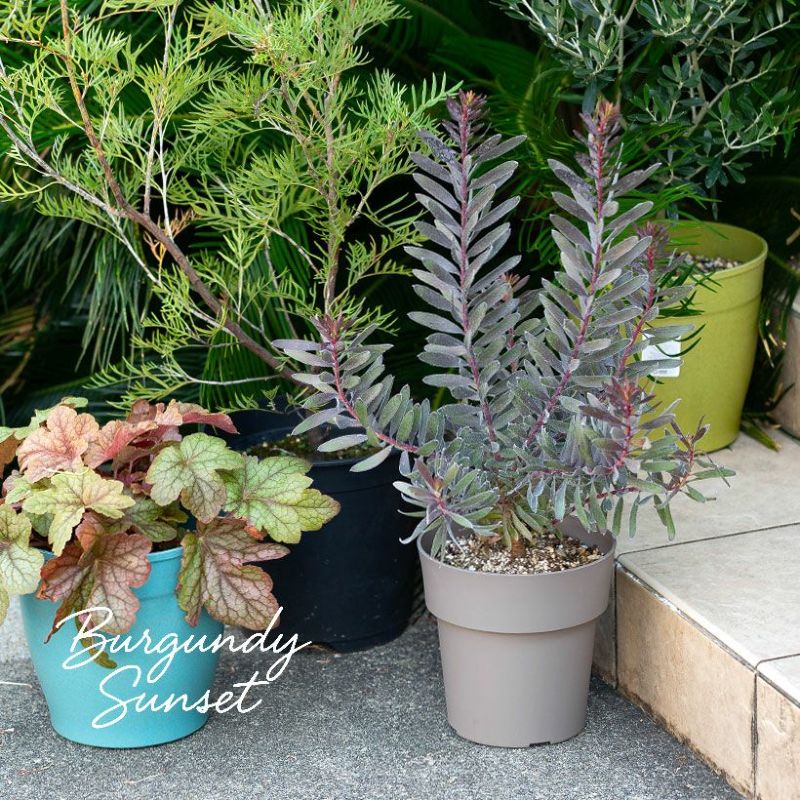 黒リューカデンドロン・バーガンディーサンセット : e-花屋さん - 通販