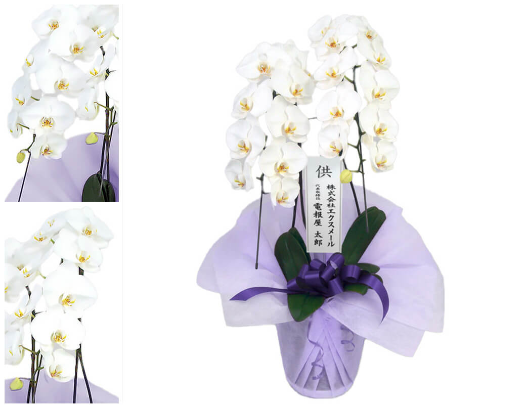 お供え 大輪胡蝶蘭 2本立 ハイグレード 白 24輪以上 お供え花