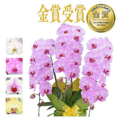 胡蝶蘭 お祝い 3本立ち 大輪(27〜30輪) 13000円(税別)花 開店 開院