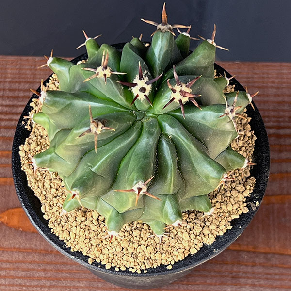 フェロカクタス（サボテン、多肉植物） | 花、ガーデニング のおすすめ