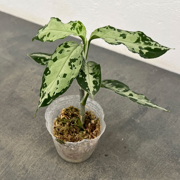 観葉植物 アグラオネマ ピクタム トリカラーブラック 2.5号ポット