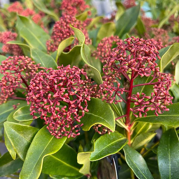 スキミアのおすすめ人気商品一覧 通販 - Yahoo!ショッピング