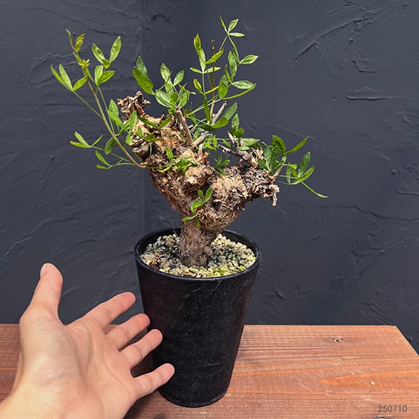 観葉植物 コミフォラ フォリアセア（発根済み） 4号鉢植え : 園芸