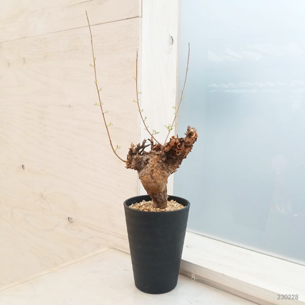 観葉植物 コミフォラ フォリアセア（発根済み） 4号鉢植え : 園芸