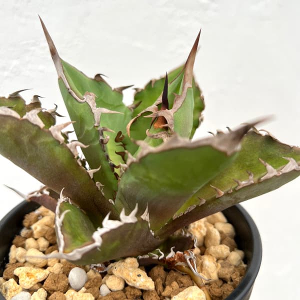 アガベ チタノタのおすすめ人気商品一覧 通販 - Yahoo!ショッピング