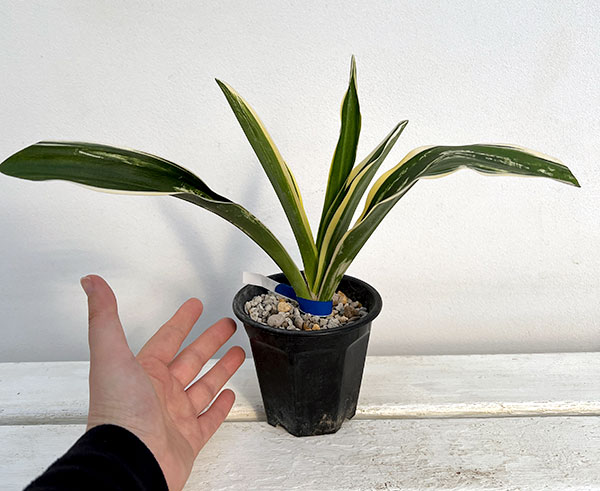 万年青のおすすめ人気商品一覧 通販 - Yahoo!ショッピング