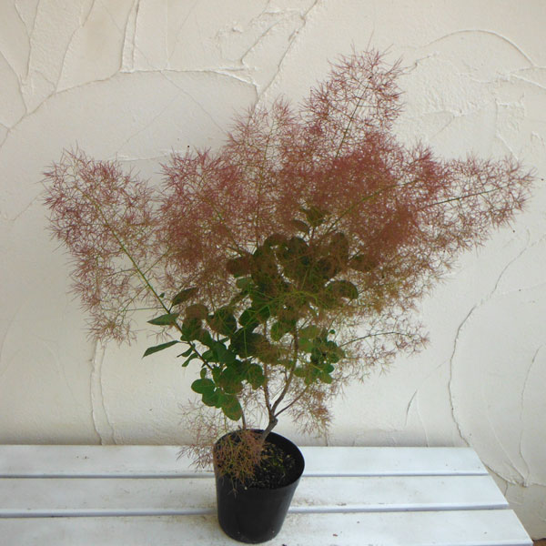 スモークツリー 鉢植えのおすすめ人気商品一覧 通販 - Yahoo!ショッピング