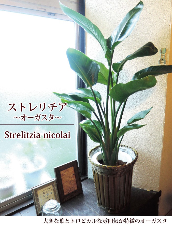 FlowerKitchen 観葉植物 ストレリチア オーガスタ ニコライ 7号鉢 鉢