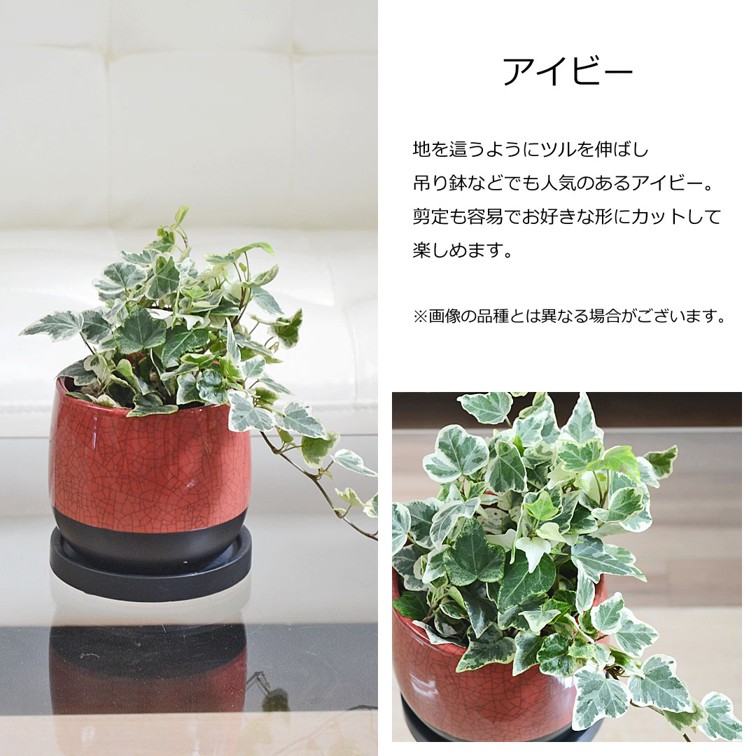 観葉植物 ミニ 陶器鉢植え 3鉢セット シュガーバイン アイビー ポトス