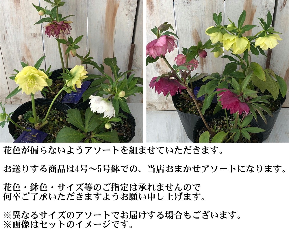 日本花キ流通 八重咲きクリスマスローズ ダブル 開花株 3鉢セット 4号