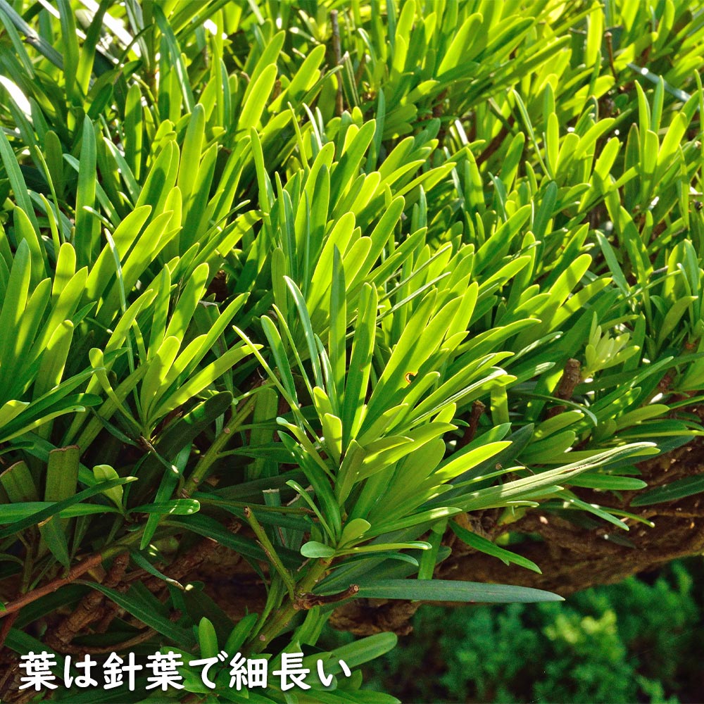 ラカンマキ（高さ3.0） 40本セットラカンマキ樹高0.3m前後10.5cmポット