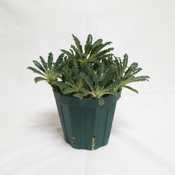 ドルステニア ラブラニー 4号 プラ鉢 塊根植物 種類 土 種 鉢 塊根