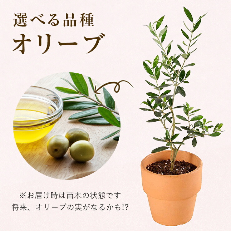 花のギフト社 あすつく オリーブ 4号鉢 鉢植え オリーブの木 苗木 植木