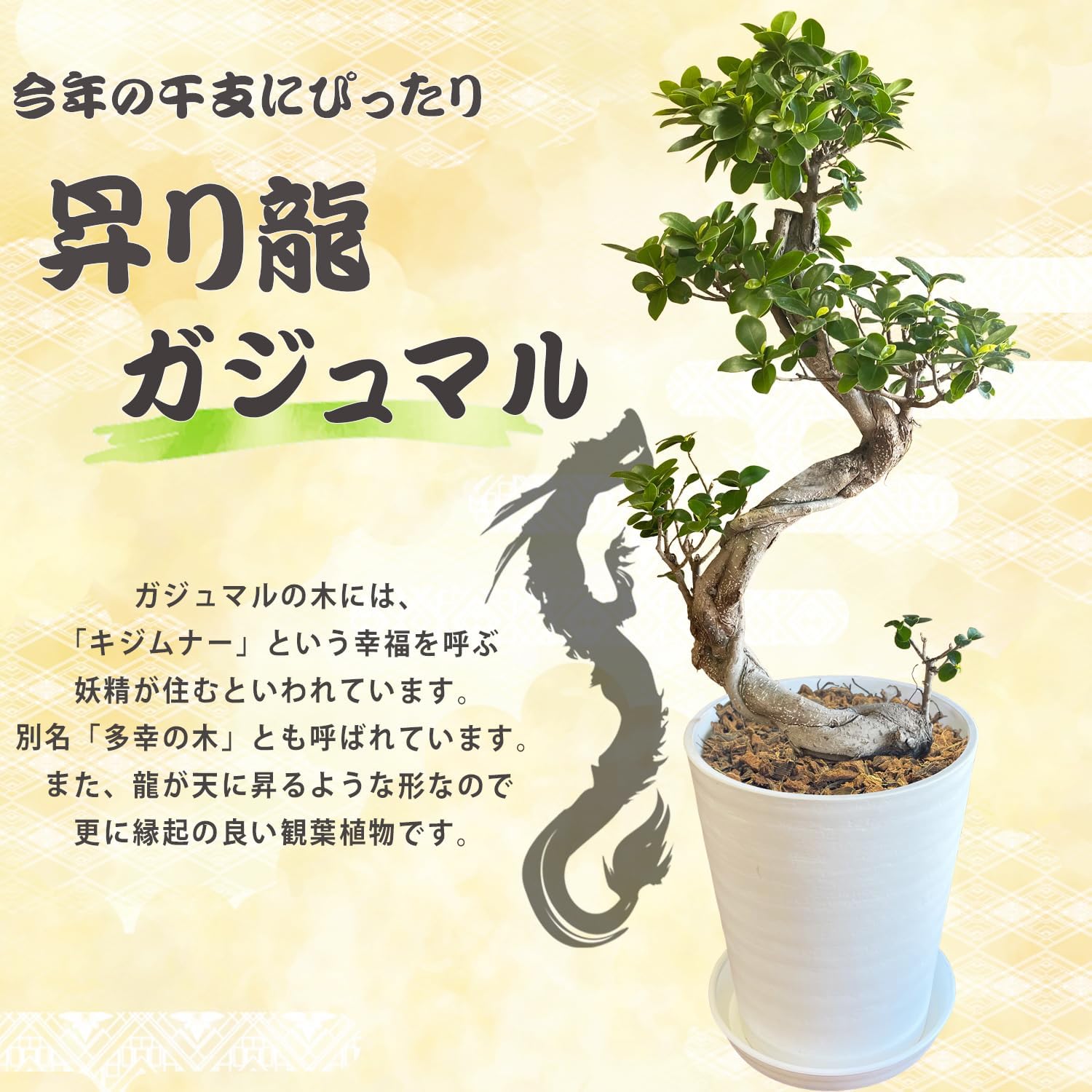 花のギフト社 ガジュマル 観葉植物 大型 ガジュマルの木 昇り龍 8号鉢