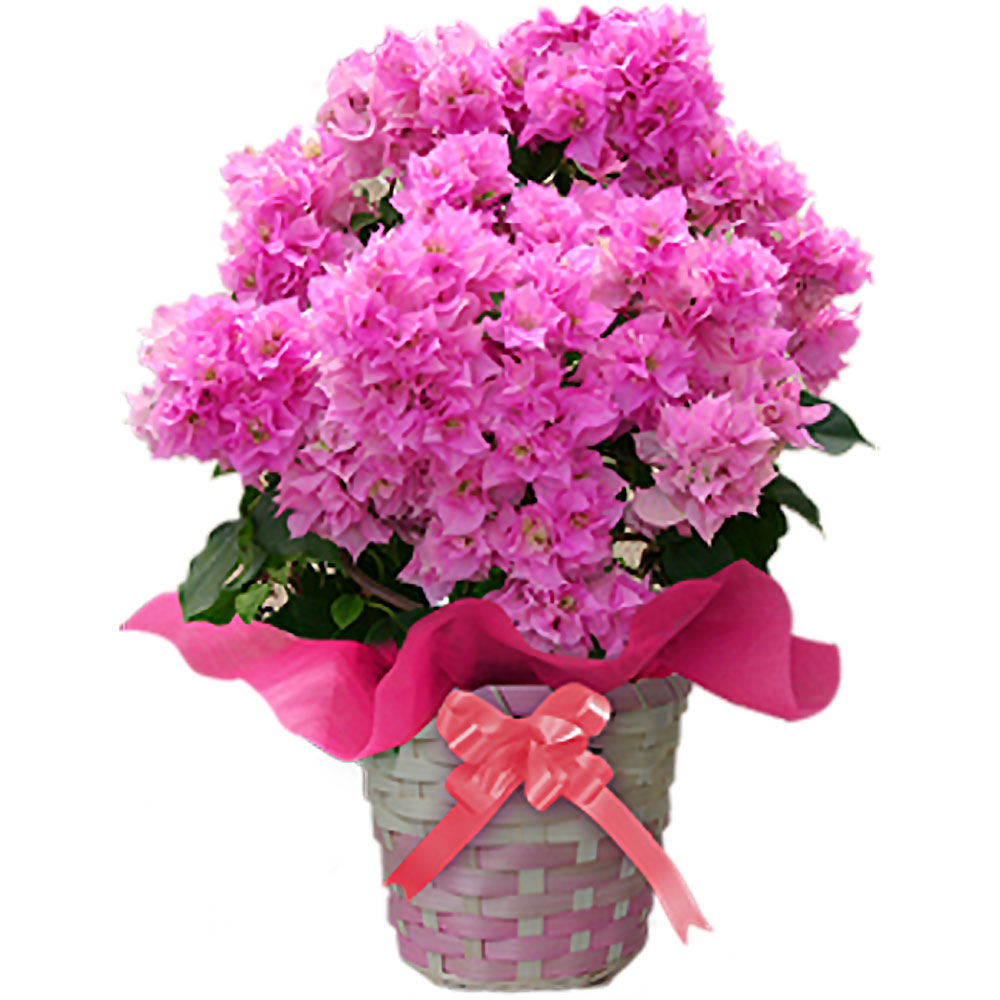 母の日 花 ギフト 珍しい 八重咲き ブーゲンビリア 選べる4種類 5号鉢