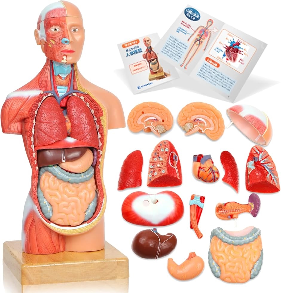ソフトな質感で15分解できる卓上サイズの人体解剖模型 人体模型