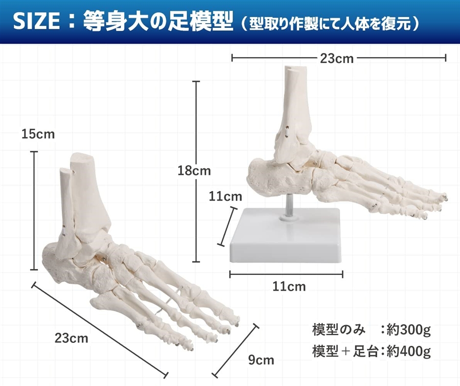 足関節と距骨下関節を伸縮コードで自由に動かせる足骨模型 人体模型 PT