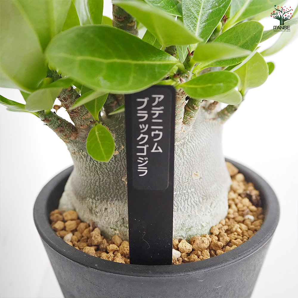 アデニウム ブラック(ゴジラ) 多肉植物 4号/1個売り リビング オフィス