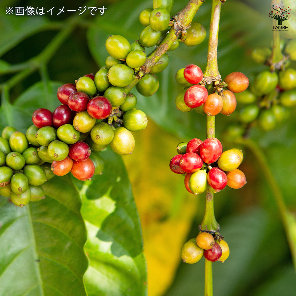 コーヒーの木 観葉植物 4号/1個売り 果樹の苗 果樹の苗木 コーヒー
