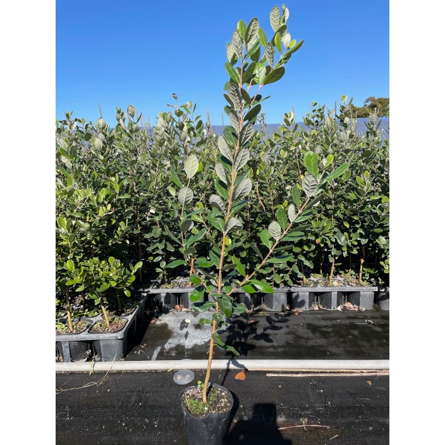 植木 苗木 生垣 フェイジョア (果樹) 15.0p 1本 樹高1.0m前後