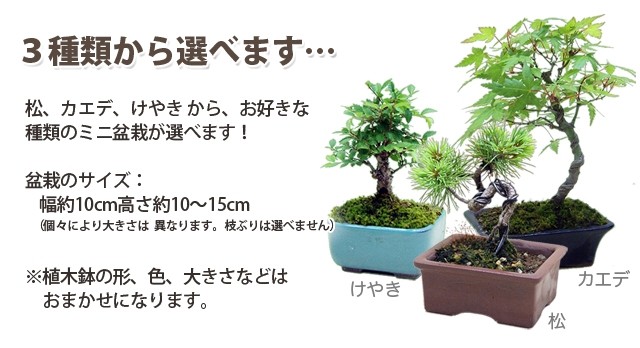 敬老の日 盆栽 ミニ盆栽 松 カエデ けやき の三種類から選べる 送料
