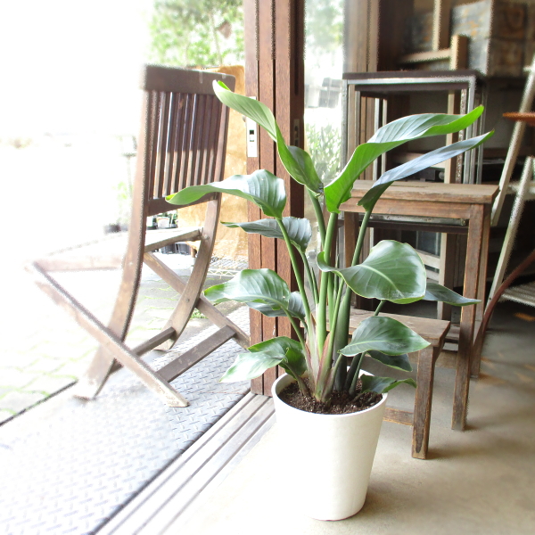 オーガスタ ストレリチア ニコライ 2株植え 7号鉢サイズ 白色