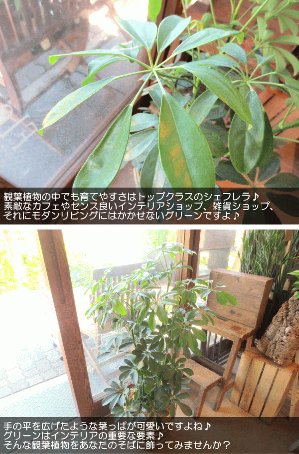 シェフレラ ホンコンカポック 7号鉢サイズ 鉢植え 観葉植物 ミニ