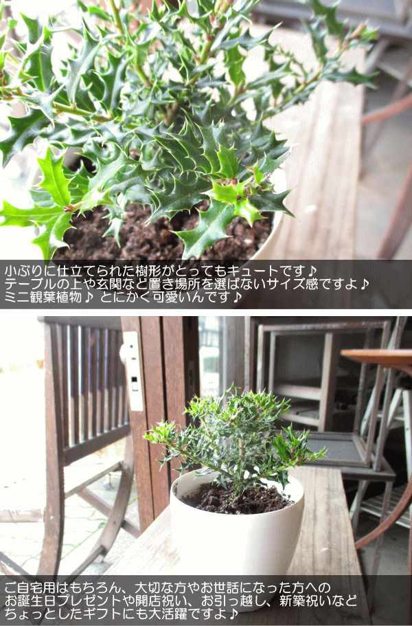 姫ヒイラギ 3.5号鉢サイズ 鉢植え 魔除けの木 厄除けの木 ヒメヒイラギ